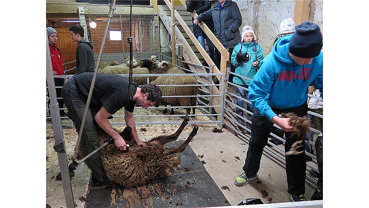 Innert Minuten befreite der Scherer die Tiere von ihrem Winterfell – die Helfer verpackten die Wolle nach Farbe. Foto: ska 