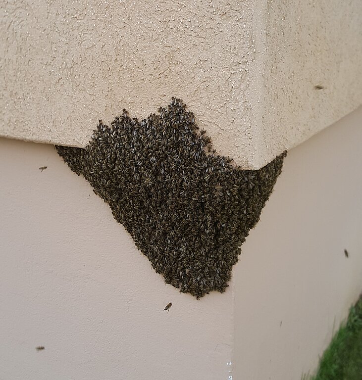 Bienenschwarm an Hauswand. zVg