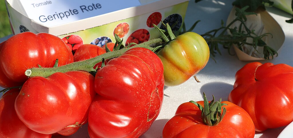 Vielleicht schon bald eine eigene Kloster-Tomate: Die «Gerippte Rote». (Melanie Bär)