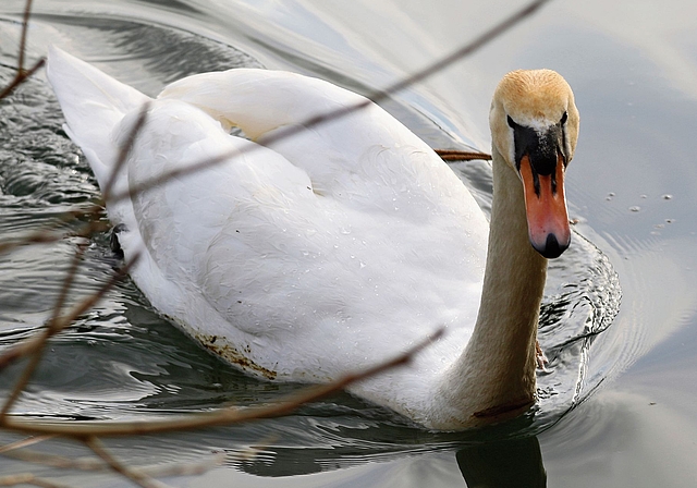 Neugieriger Schwan beobachtet. bär