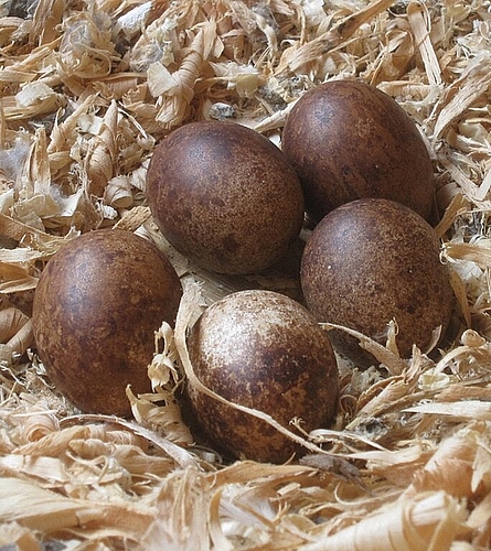 Fünf Eier lagen im Gelege.