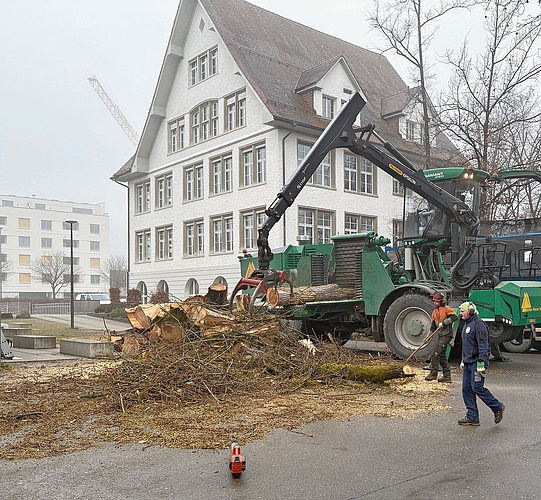 17 Tonnen Holzschnitzel wurden aus dem Pappelholz produziert.zVg
