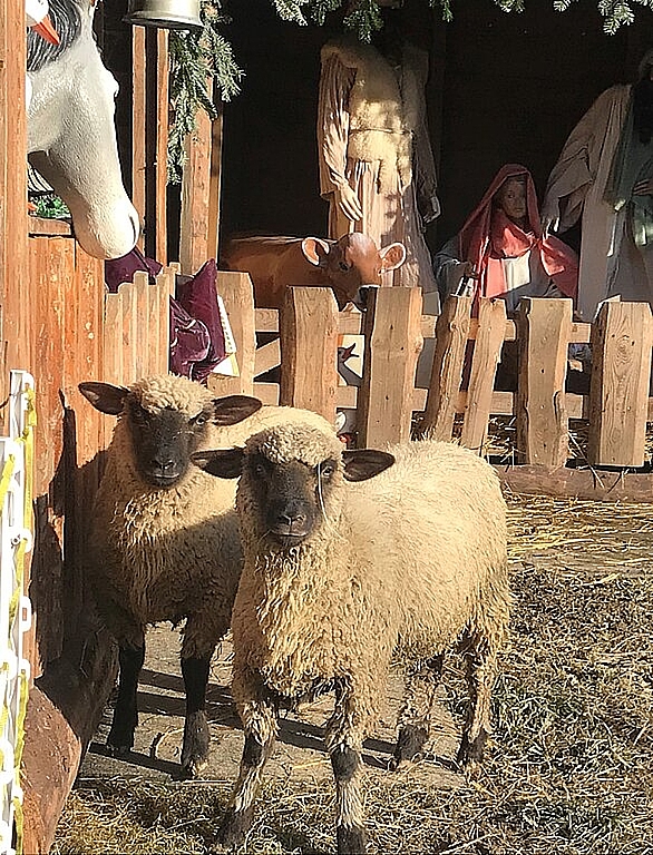 Zwei Schafe <em>weiden in der Krippe vor dem Gemeindehaus. Melanie Bär</em>