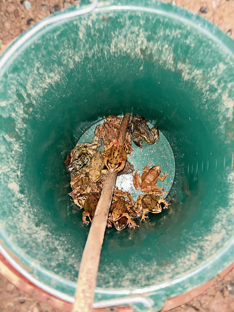 Frösche und Kröten befinden sich in Kesseln und werden über die Strasse getragen. zVg