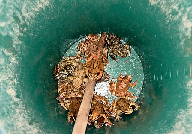 Frösche und Kröten befinden sich in Kesseln und werden über die Strasse getragen. zVg