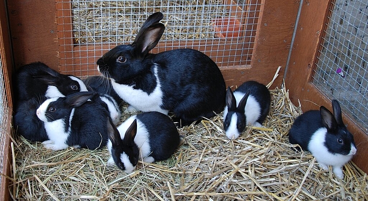 Rassekaninchen an der Jungtierschau in Würenlos. Foto: zVg