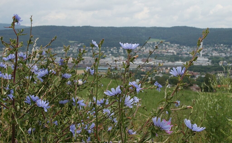 Der Blick auf Dietikon ist umso schöner, wenn er quer durch Kornblumen in die Weite schweift.

