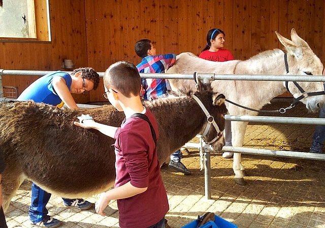 Beim Eselputzen auf dem Hof der Familie Sozzi. Foto: zVg