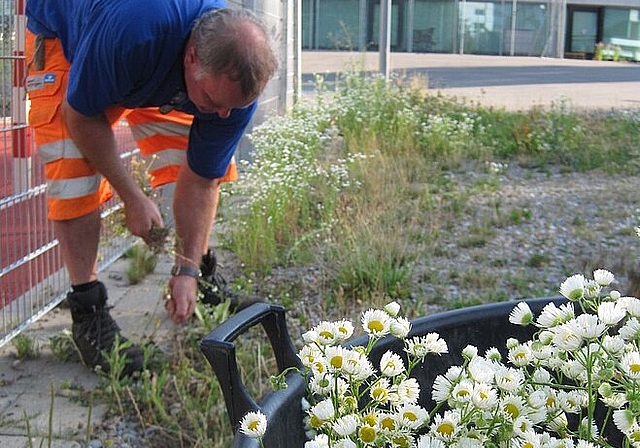 Werkhof-Mitarbeiter Sämi Wälchli reisst das einjährige Berufkraut aus. Es hat Ähnlichkeit mit der Kamille. zVg