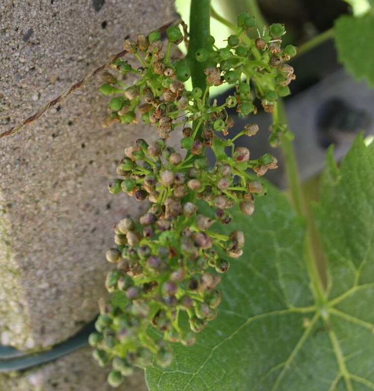 Deformierte Beeren im Wettinger Rebberg. Foto: se