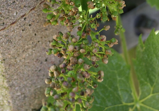 Deformierte Beeren im Wettinger Rebberg. Foto: se
