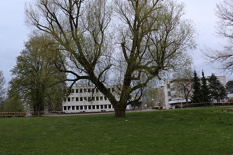 Montagmorgen um 7 Uhr, kurz vor der Fällung im Zentrumspark. Melanie Bär
