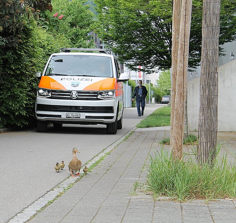 Am vergangenen Sonntag musste die Regionalpolizei in Wettingen ausrücken, um eine Entenmutter mit ihren Jungen an die Limmat zu begleiten. zVg