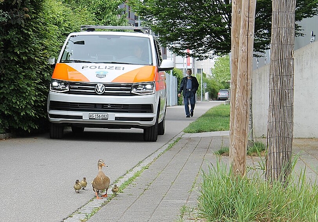 Am vergangenen Sonntag musste die Regionalpolizei in Wettingen ausrücken, um eine Entenmutter mit ihren Jungen an die Limmat zu begleiten. zVg
