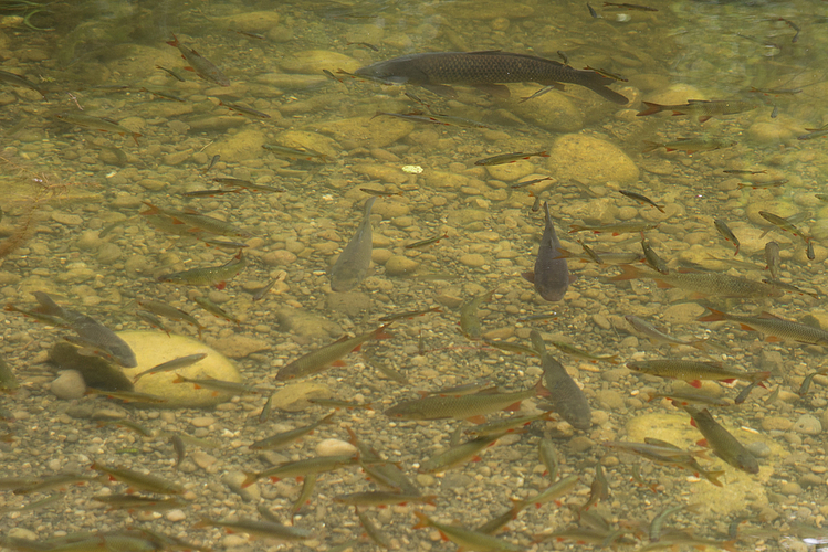 Fische im Franzosenweiher.
