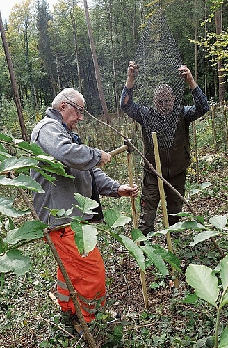 975 Bäume wurden von den Verwaltungsmitarbeitenden an fünf Standorten im Wald gepflanzt. Dieter Minder