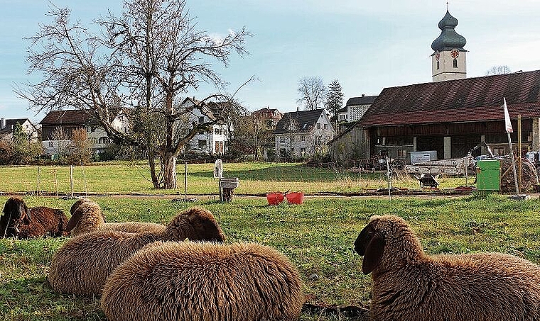 2013 haben die Würenloser Stimmbürgerinnen und Stimmbürger entschieden, dass das Alterszentrum auf der Zentrumswiese gebaut wird. Nun wird dieser Entscheid wieder infrage gestellt. Melanie Bär