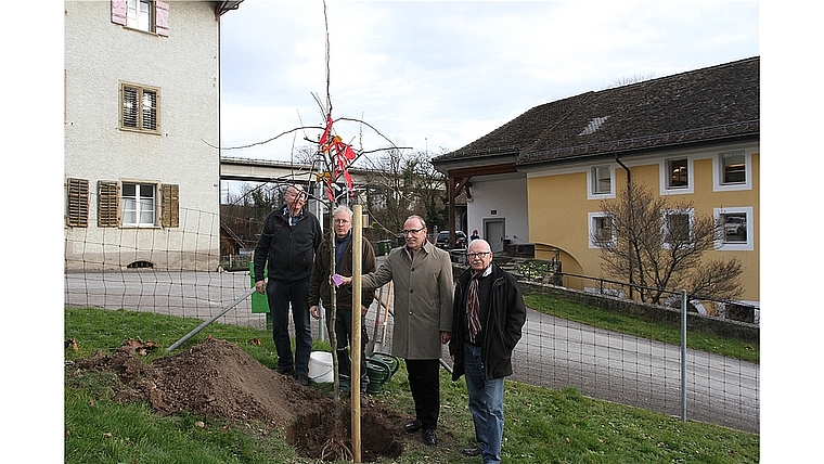 Drei Jungbäume wurden am letzten Freitag im Kloster Wettingen gepflanzt. zVg ]]>