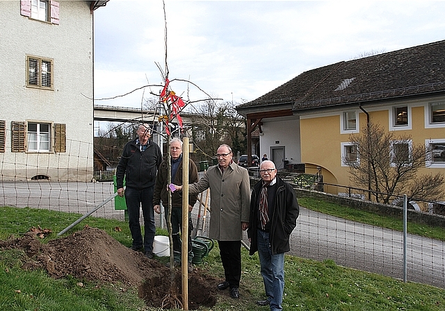 Drei Jungbäume wurden am letzten Freitag im Kloster Wettingen gepflanzt. zVg ]]>