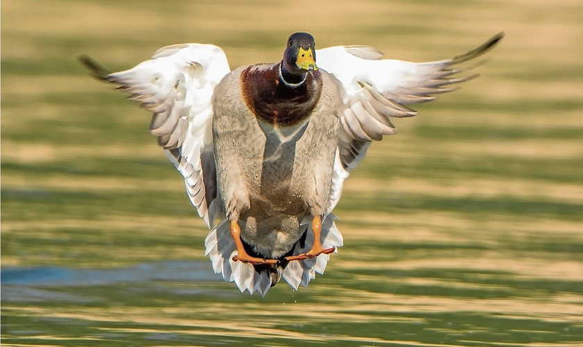 Eine Stockente beim Landeanflug. rb