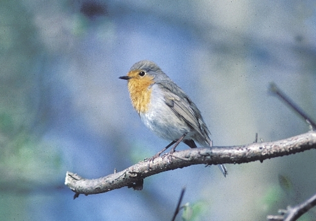 Rotkehlchen bis Rotmilan sind Themen des Vogelkunde-Kurses. Fotos: zVg