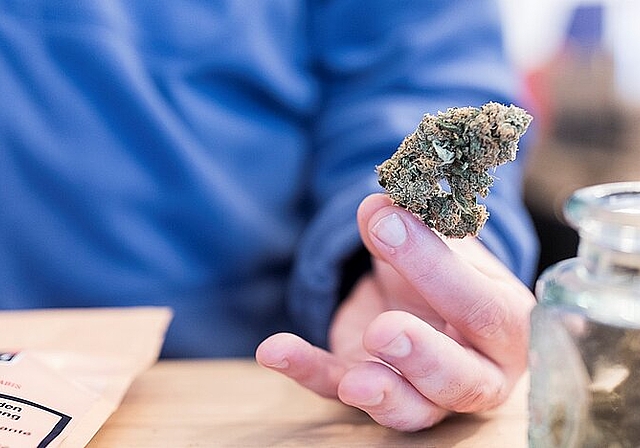 CBD-Gras ist legal, lässt sich aber von Auge nicht von dem illegalen Cannabis unterscheiden. Severin Bingler