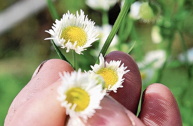 Die zahllosen Köpfchen in der Blüte zeigen, wie schnell sich das einjährige Berufkraut vermehrt.