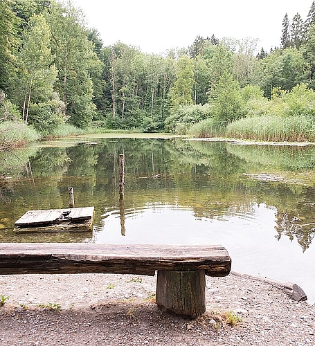Im Franzosenweiher<em> leben viele Fische.</em>

