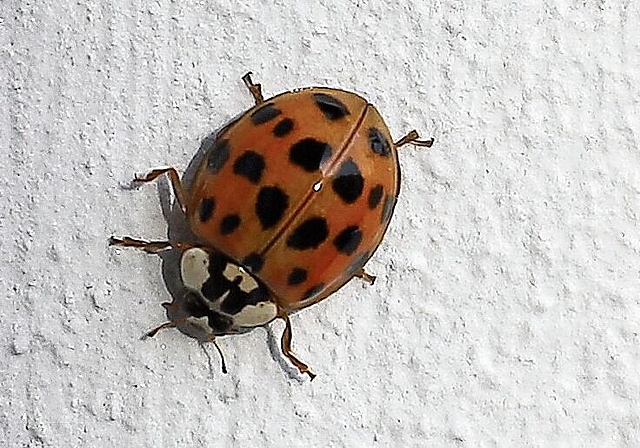 Ein typischer Asiatischer Marienkäfer.
