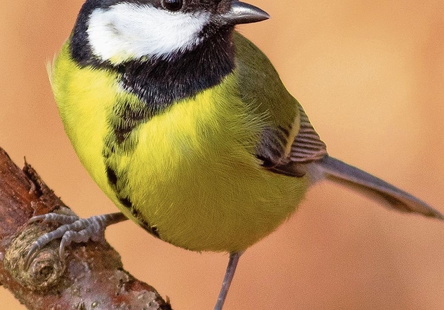 Die Kohlmeise.Babs Wiederkehr
