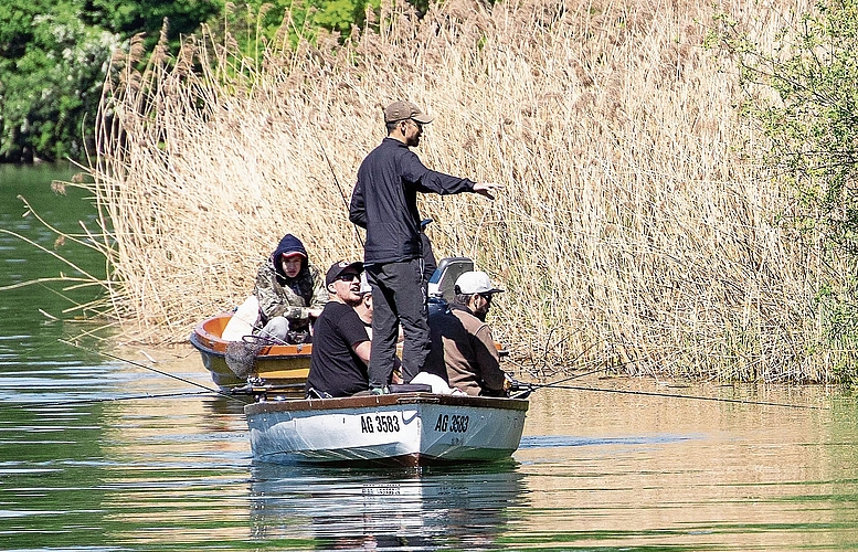 Ausschau auf Hechte am Flussufer.
