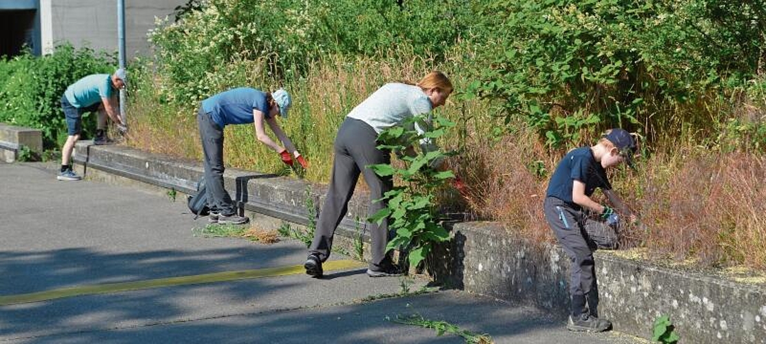 Neophytentag Gemeinderätin Kirsten Ernst (2.v.r.) jätet gemeinsam mit Freiwilligen. ihk