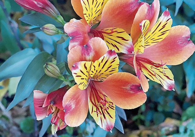 Diese Inkalilien wachsen wie viele Lilienarten wild. bär