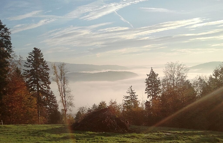 Morgenstimmung auf dem Rüsler – der Blick auf das Nebelmeer. Fotos: zVgDas Grünland des Rüslers wird mit Rindern beweidet.Flugaufnahme des Rüsler-Gebiets (unten links) von 2011.Hornissennest in einer Struktur.