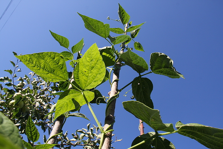 In Melanie Borters Garten wachsen unter anderem Bohnen (im Bild), Broccoli und Tomaten. Nachdem Blattläuse den Zwetschgenbaum befallen hatten, befürchtete sie, auch der Rest würde den Insekten zum Opfer fallen.Melanie Borter