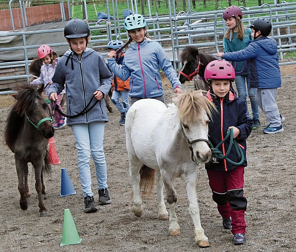 Kinder und Jugendliche führen die Minipferde durch den Parcours. Melanie Bär