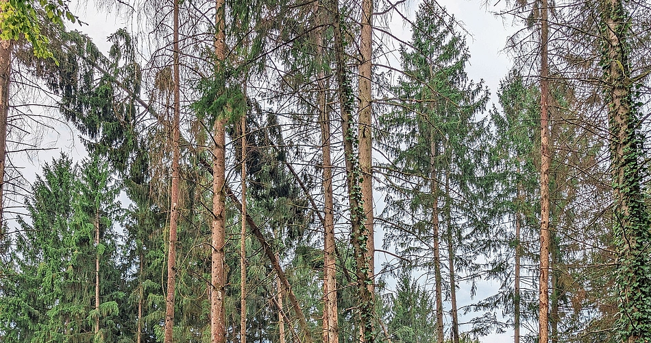Die gebogenen Bäume erholen sich nicht mehr vom Sturm.