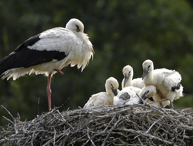 Am 11. Mai wird die <em>Storchensiedlung am Lützelsee besucht.Archiv/zVg</em>
