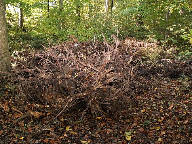 Wo anfangs nur ein einzelner Haufen Grünabfall im Wald liegt, entsteht schnell eine unerwünschte Deponie.  Bilder: ska