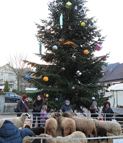 Schafe streicheln vor dem geschmückten Weihnachtsbaum. Fotos: ska
