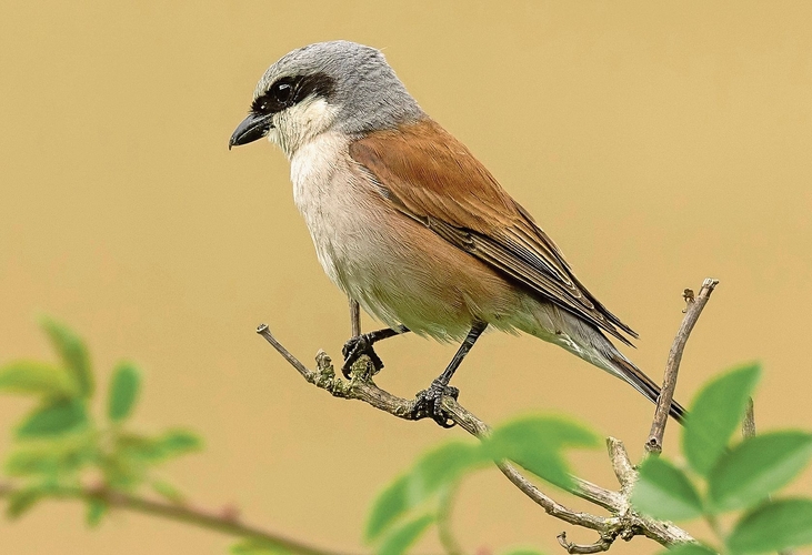 Der Neuntöter.Emanuel Aegerter