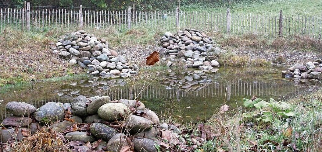 Der Weiher auf dem Areal des Kinderheims Klösterli dient Amphibien wie der Gelbbauchunke als Laichgewässer.Sibylle Egloff
