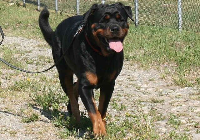 Hunde gehören in manchen Gebieten an die Leine.Foto: Archiv