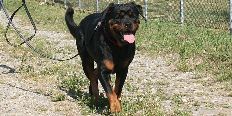 Hunde gehören in manchen Gebieten an die Leine.Foto: Archiv