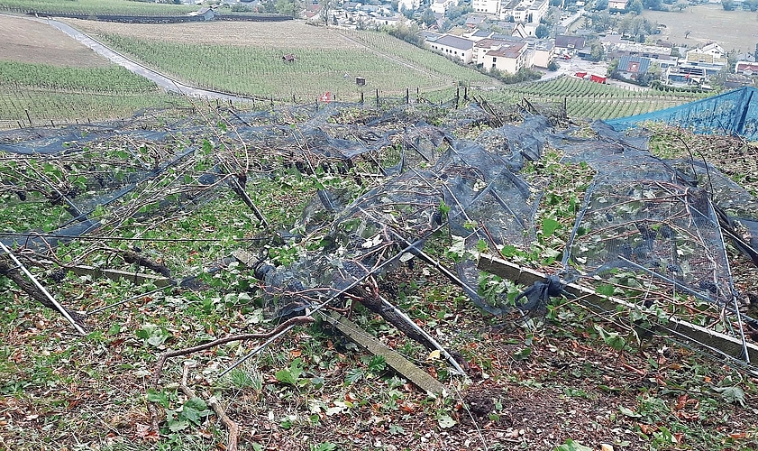 Rebenanlage mit Netzen komplett zerstört.Bild: zVg Rebenanlage mit Netzen komplett zerstört.Bild: zVg