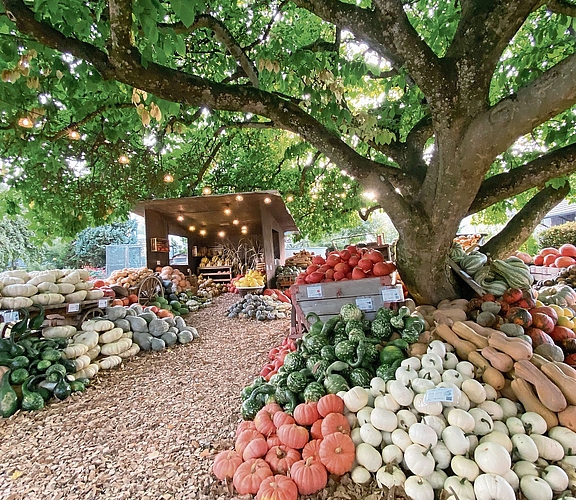 Kürbisausstellung im Obstgarten an der Dorfstrasse mit 180 verschiedenen Sorten.Bilder: Melanie Bär
