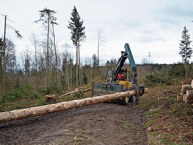 Käferholz: Ein gefällter Baum wird abtransportiert. Irene Hung-König