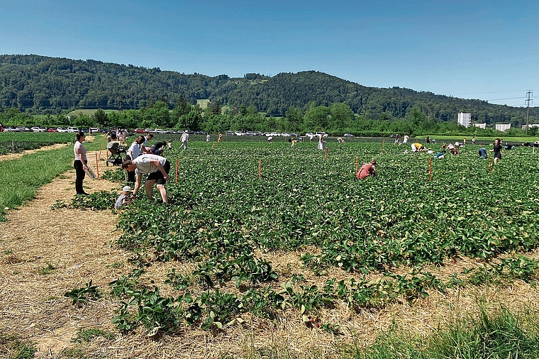 Erdbeerfeld in der Landschaftsspange Sulpberg-Rüsler. zVg