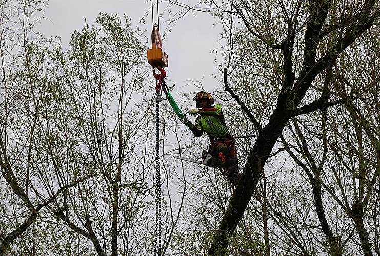 Am Kranenseil hängend wird Lorenz Usteri,ausgestattet mit Beil, Motorsäge, Seil und Karabiner, mit dem Kran zum Baum gehievt.
