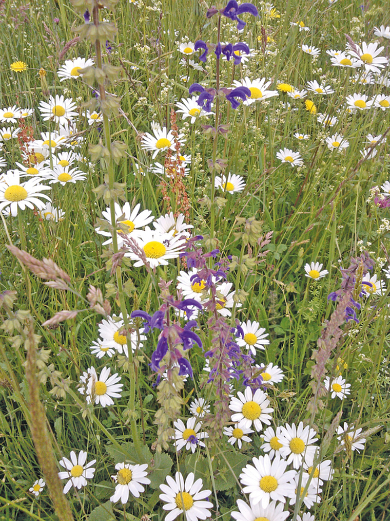 Blumen erfreuen nicht nur die Gärtner, sondern auch die Tiere. Muriel Zweifel